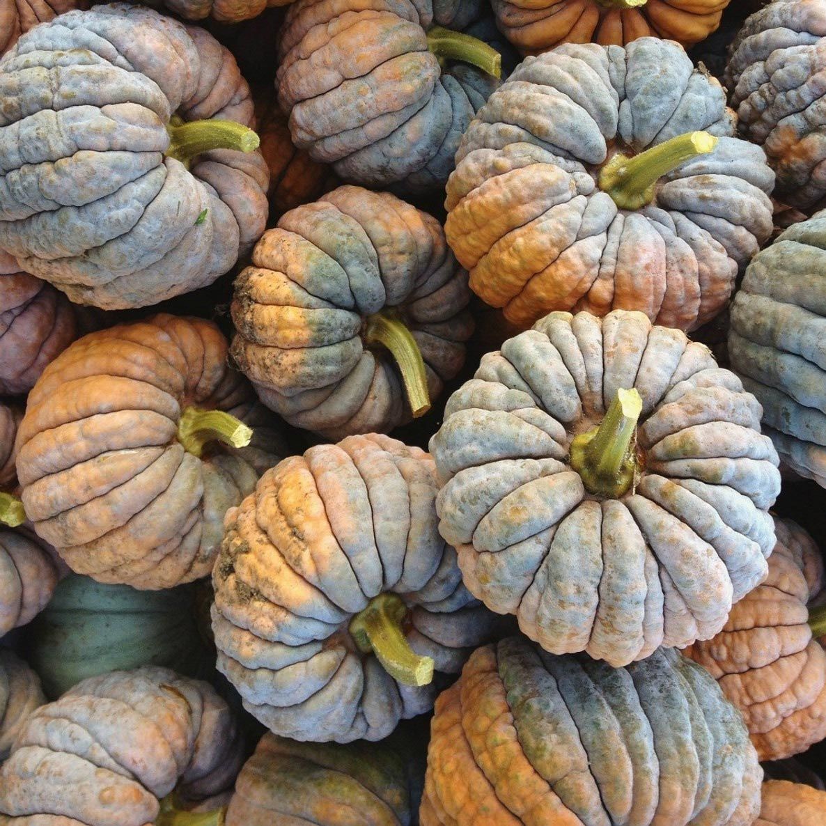 Black Futsu kabocha kestane kışlık balkabağı tohumu