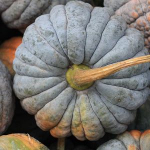 Black Futsu kabocha kestane kışlık balkabağı tohumu