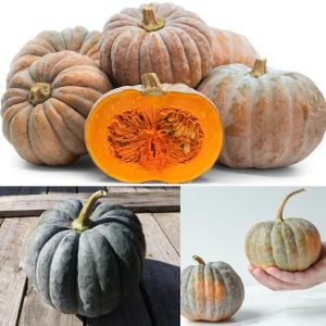 Black Futsu kabocha kestane kışlık balkabağı tohumu