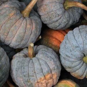 Black Futsu kabocha kestane kışlık balkabağı tohumu