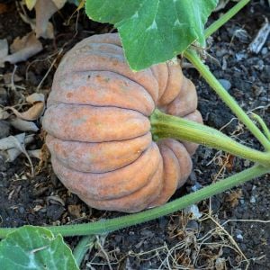 Black Futsu kabocha kestane kışlık balkabağı tohumu