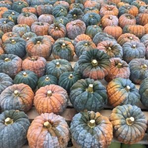 Black Futsu kabocha kestane kışlık balkabağı tohumu
