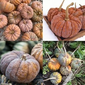 Black Futsu kabocha kestane kışlık balkabağı tohumu