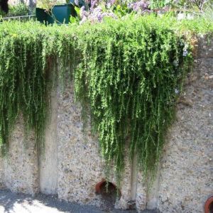 Sarkan biberiye fidesi riviera prostratus rosemary officinalis 1 fide