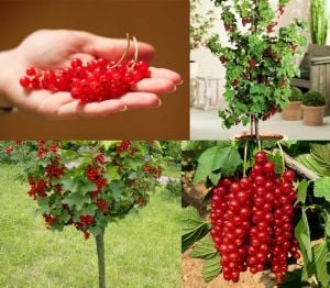 Kırmızı frenküzümü fidanı ribes rubrum Jonkheer van Tets