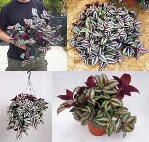 Zebrina telgraf çiçeği fidesi tradescantia pendula zebrina burgundy