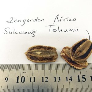 Afrika dev sukabağı tohumu African Wine kettle gourd