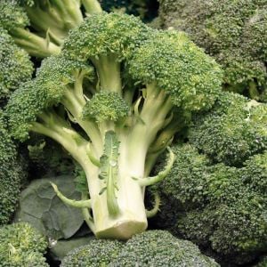 İtalyan broccoli calabrese erkenci brokoli tohumu