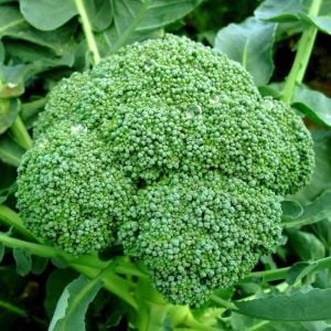 İtalyan broccoli calabrese erkenci brokoli tohumu