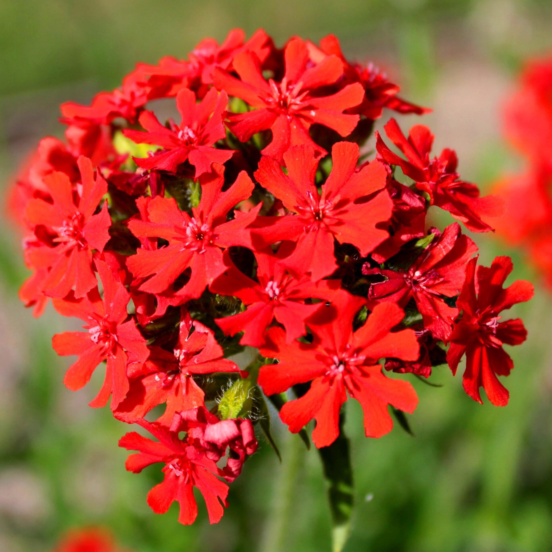 Malta yıldızı tohumu maltese cross lychnis chalcedonica