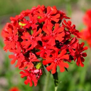 Malta yıldızı tohumu maltese cross lychnis chalcedonica