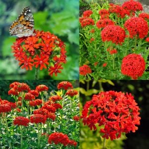 Malta yıldızı tohumu maltese cross lychnis chalcedonica