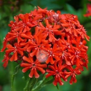 Malta yıldızı tohumu maltese cross lychnis chalcedonica