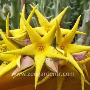 Orbea lutea variegata