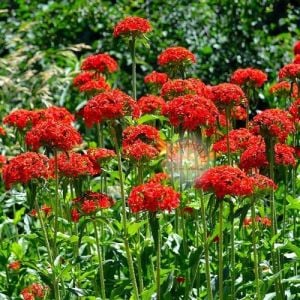 Malta yıldızı tohumu maltese cross lychnis chalcedonica