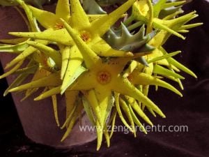 Orbea lutea variegata