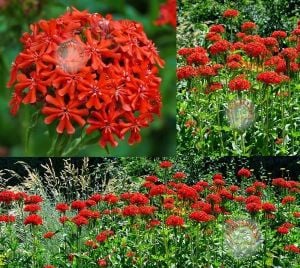 Malta yıldızı tohumu maltese cross lychnis chalcedonica