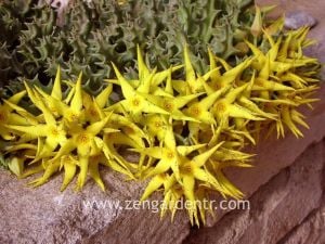 Orbea lutea variegata