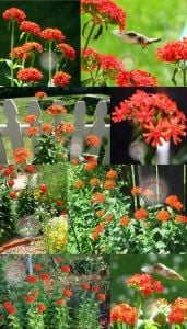 Malta yıldızı tohumu maltese cross lychnis chalcedonica