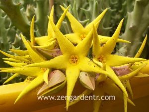 Orbea lutea variegata