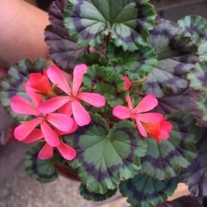 Dresden pink dekoratif sardunya fidesi koleksiyon serisi