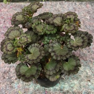 Dresden pink dekoratif sardunya fidesi koleksiyon serisi