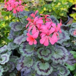 Dresden pink dekoratif sardunya fidesi koleksiyon serisi