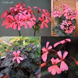 Dresden pink dekoratif sardunya fidesi koleksiyon serisi