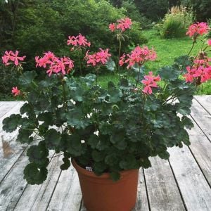 Dresden pink dekoratif sardunya fidesi koleksiyon serisi