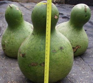 Afrika dev sukabağı tohumu African Wine kettle gourd
