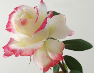 Athena ® krem pembe gül fidanı aşılı 3+ yaş