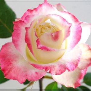 Athena ® krem pembe gül fidanı aşılı 3+ yaş