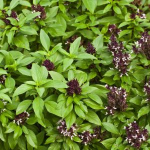 Portakal kokulu saksılık fesleğen tohumu ASS Ödüllü  basil siam queen