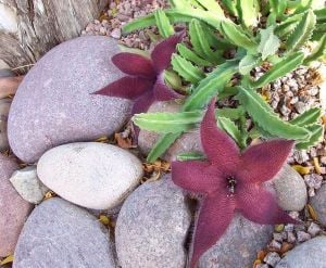 Stapelia grandiflora leş çiçeği sukulent