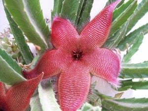 Stapelia grandiflora leş çiçeği sukulent
