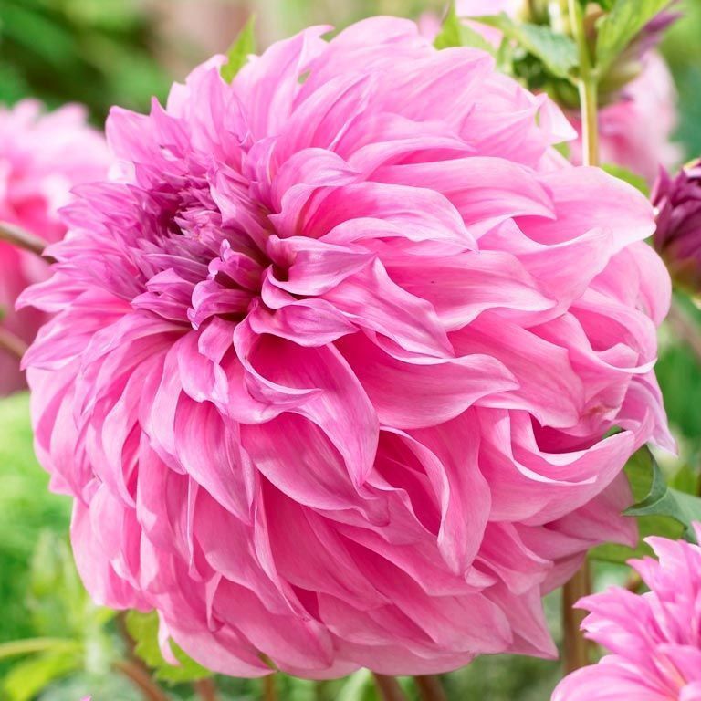 XXL Vassio Meggos yıldız çiçeği soğanı dahlia çap: 20 cm
