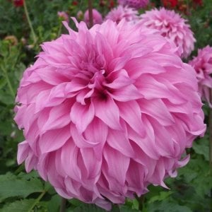 XXL Vassio Meggos yıldız çiçeği soğanı dahlia çap: 20 cm