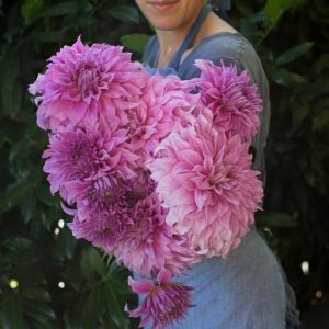 XXL Vassio Meggos yıldız çiçeği soğanı dahlia çap: 20 cm