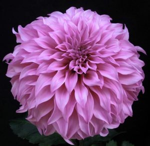 XXL Vassio Meggos yıldız çiçeği soğanı dahlia çap: 20 cm