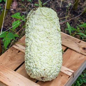 Verruqueuse de maurice süs su kabağı tohumu
