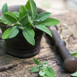 Mutfak adaçayı tohumu şifalı aromatik salvia officinalis
