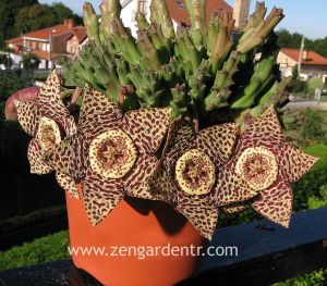 Orbea variegata sukulent bitki