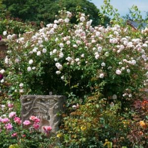 Blush F.C. ® masal gülü fidanı aşılı 3+ yaş