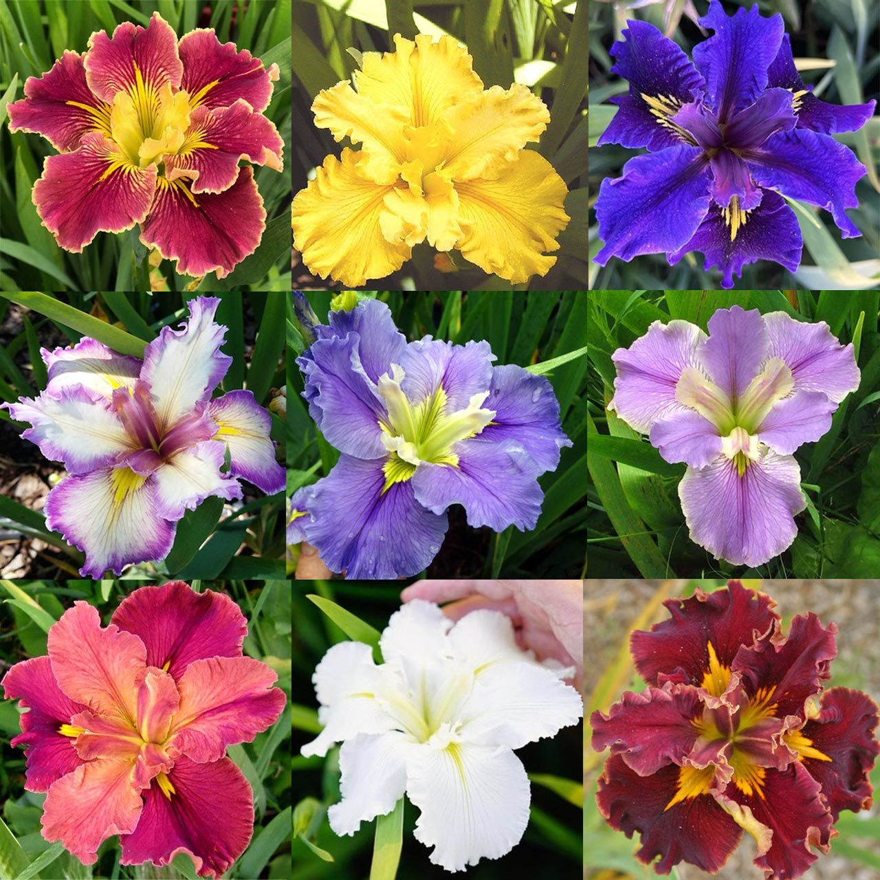 İris Louisiana su irisi çiçeği tohumu karışımı