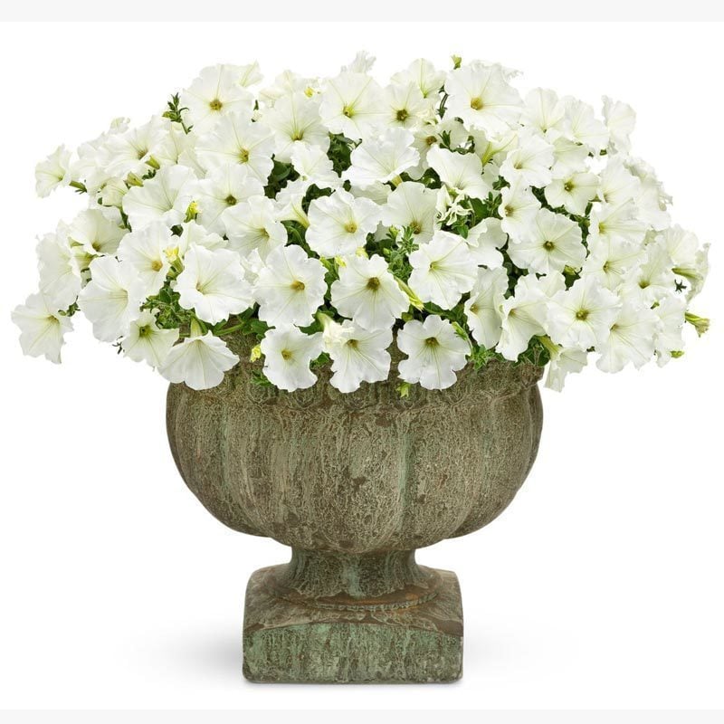 Beyaz yediveren petunya fidesi patio white