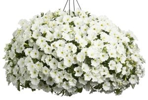 Beyaz yediveren petunya fidesi patio white