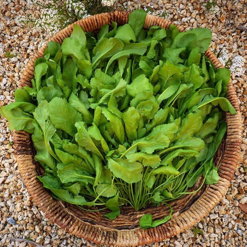 Ege tere tohumu yerli tohum