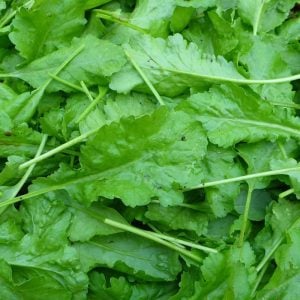 Ege tere tohumu yerli tohum