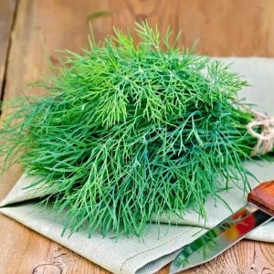 Mamut dereotu tohumu Atalık tohum long island dill