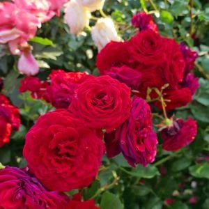 Rotkappchen kokulu gül fidanı aşılı 4+ yaş